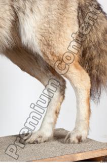 Wolf leg photo reference 0006